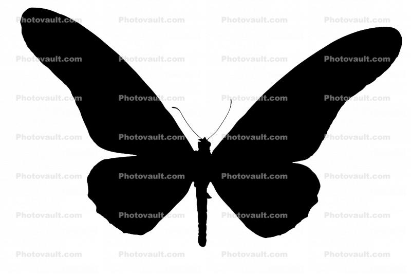 Yellowtail Butterfly, (Papilio antimachus) silhouette, logo, shape