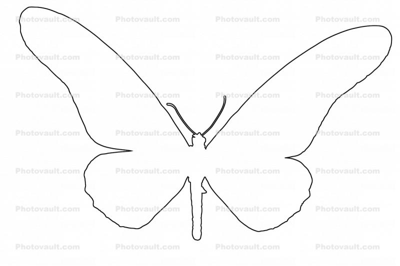 Yellowtail Butterfly, (Papilio antimachus) outline, line drawing, shape