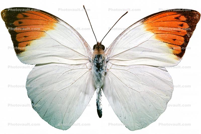 Orange-tip Butterfly, (Anthocharis cardamines), Pieridae, Pierinae, Philippines, photo-object, object, cut-out, cutout, Rhopalocera