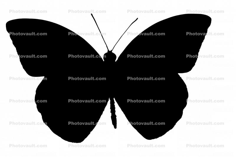 Orange-tip Butterfly silouette, (Anthocharis cardamines), Pieridae, Pierinae, Philippines, Rhopalocera, logo, shape