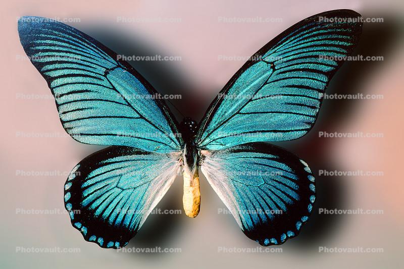 Butterfly, Iridescence, Iridescent, Wings