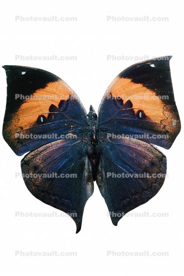 [Ithomyiidae], Butterfly, Wings, photo-object, object, cut-out, cutout