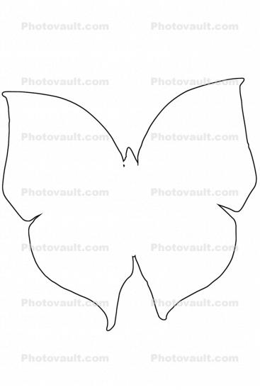 [Ithomyiidae] outline, Butterfly, Wings, line drawing, shape