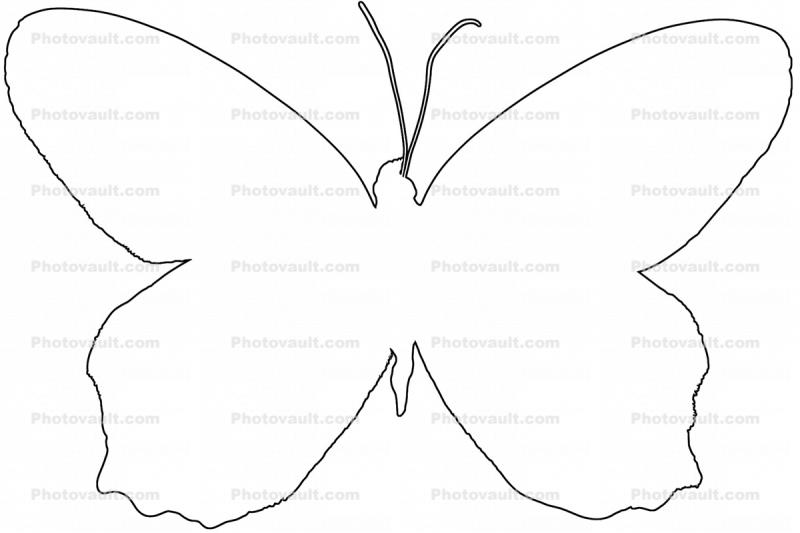 Butterfly outline, line drawing, shape