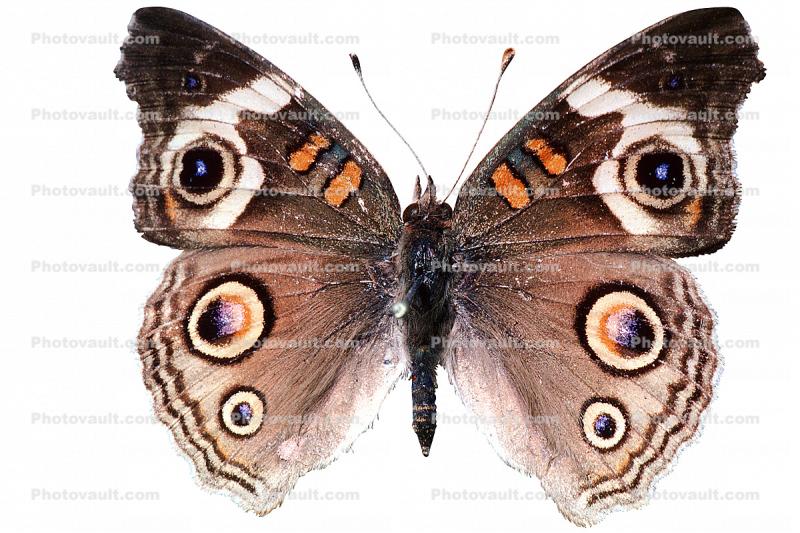 Common Buckeye Butterfly, Wings, photo-object, object, cut-out, cutout, (Junonia coenia), Nymphalidae