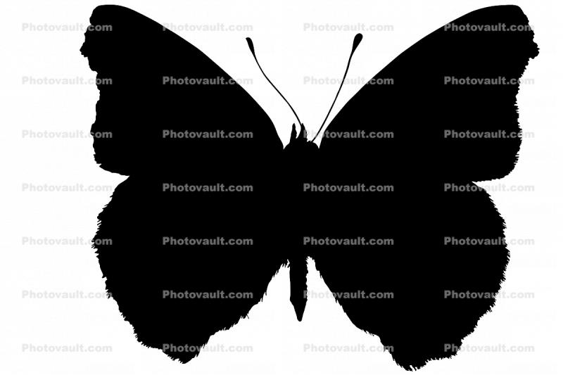 Common Buckeye silhouette, Butterfly, Wings, logo, shape, (Junonia coenia), Nymphalidae
