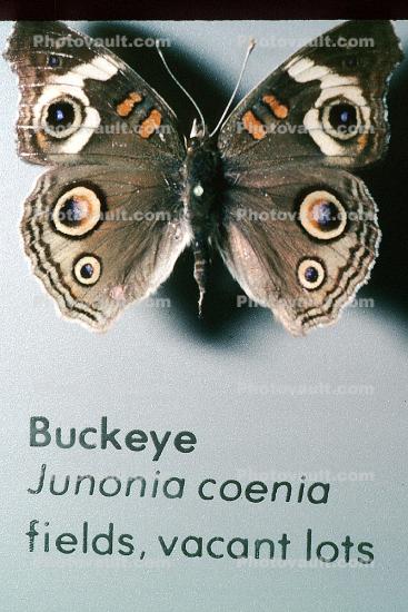 Common Buckeye, (Junonia coenia), Nymphalidae, Butterfly, Wings