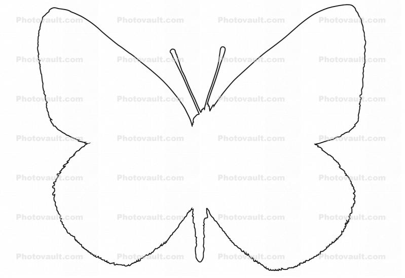 Alfalfa Sulfer outline, (Colias eurytheme), Butterfly, line drawing, shape