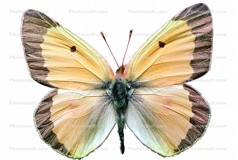 Alfalfa Sulfer photo-object, (Colias eurytheme), Butterfly, Wings, object, cut-out, cutout