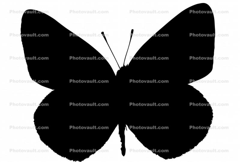 Alfalfa Sulfer, (Colias eurytheme), Butterfly, Wings