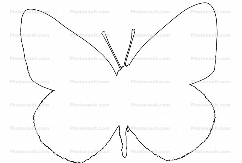 Alfalfa Sulfer outline, Butterfly, Wings, line drawing, shape