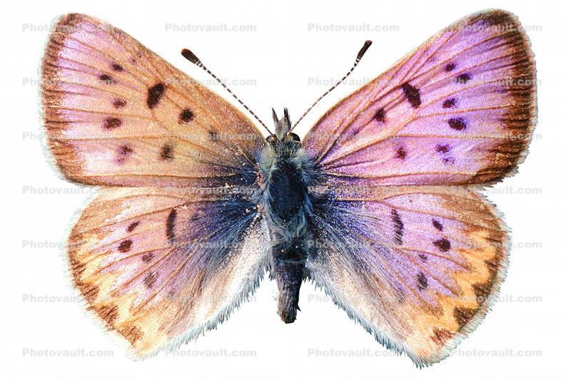 Purpulish Copper Butterfly photo-object, (Lycaena helloides), Iridescence, Iridescent, Wings, object, cut-out, cutout