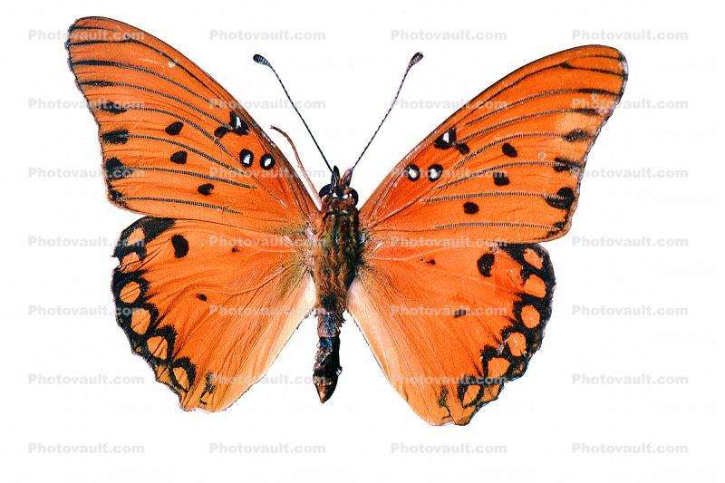 Gulf Fritillary photo-object, object, cut-out, cutout, (Agraulis vanillae), Nymphalidae