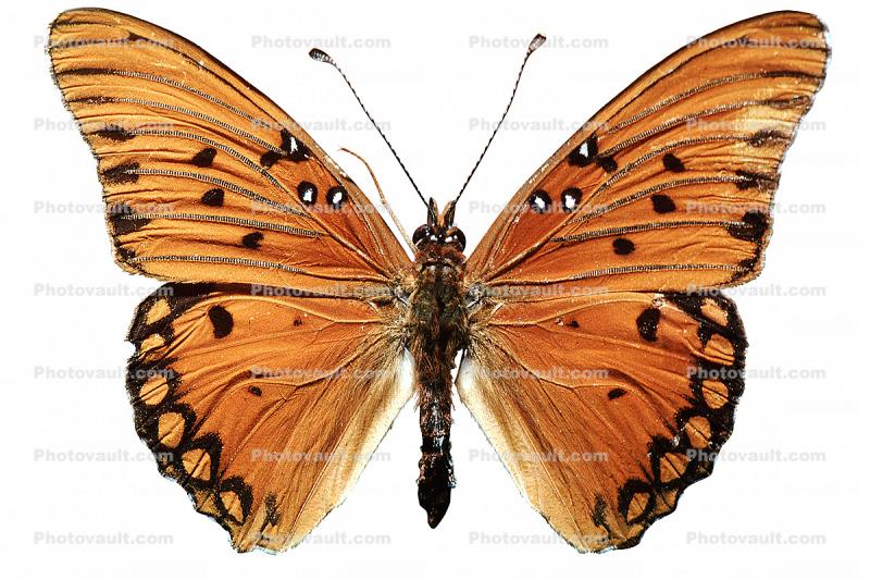 Gulf Fritillary, photo-object, object, cut-out, cutout, (Agraulis vanillae), Nymphalidae, Wings