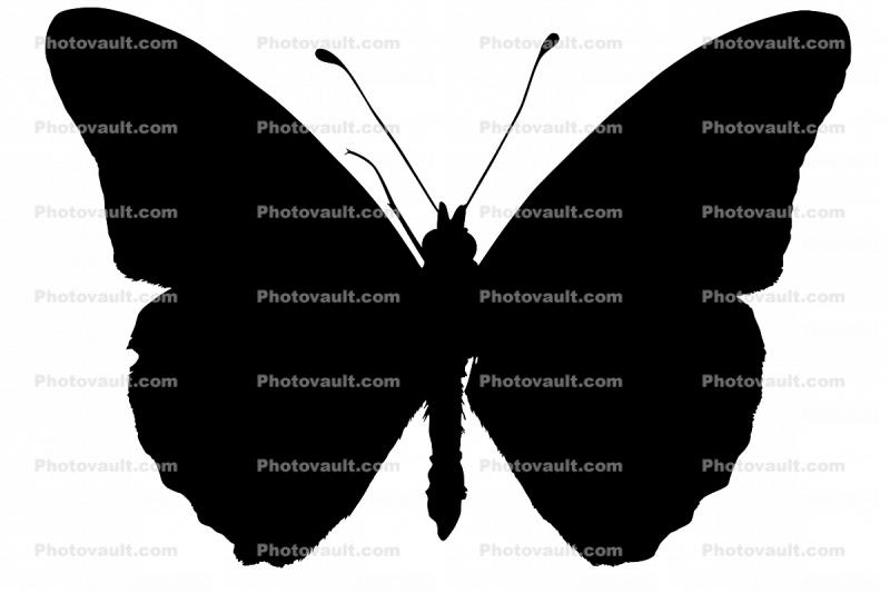 Gulf Fritillary silhouette, (Agraulis vanillae), logo, shape, Gulf Fritillary, Nymphalidae