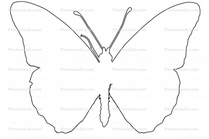 Gulf Fritillary outline, line drawing, shape, (Agraulis vanillae), Nymphalidae