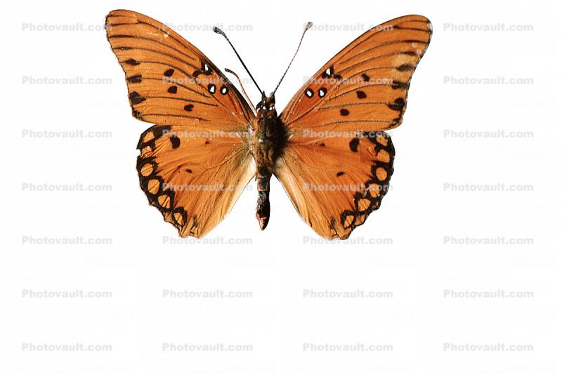 Gulf Fritillary photo-object, object, cut-out, cutout, (Agraulis vanillae), Nymphalidae, Wings