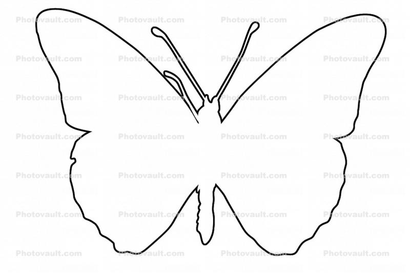 Gulf Fritillary outline, line drawing, shape, Gulf Fritillary, (Agraulis vanillae), Nymphalidae, Wings