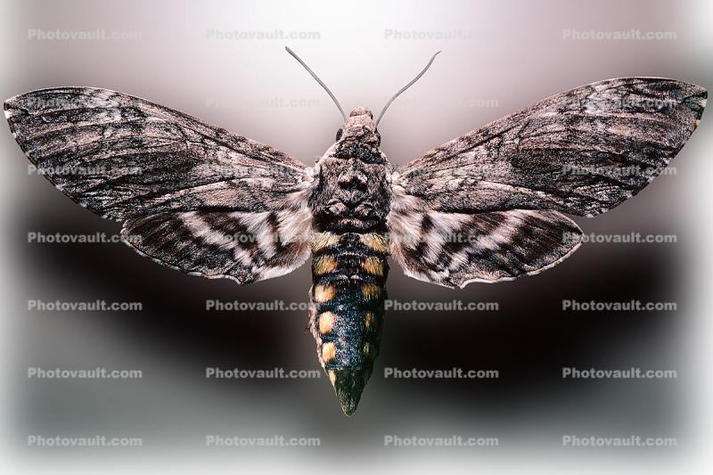 Tobacco Hornworm Moth, (Manduca quinquemaculata), Sphingidae