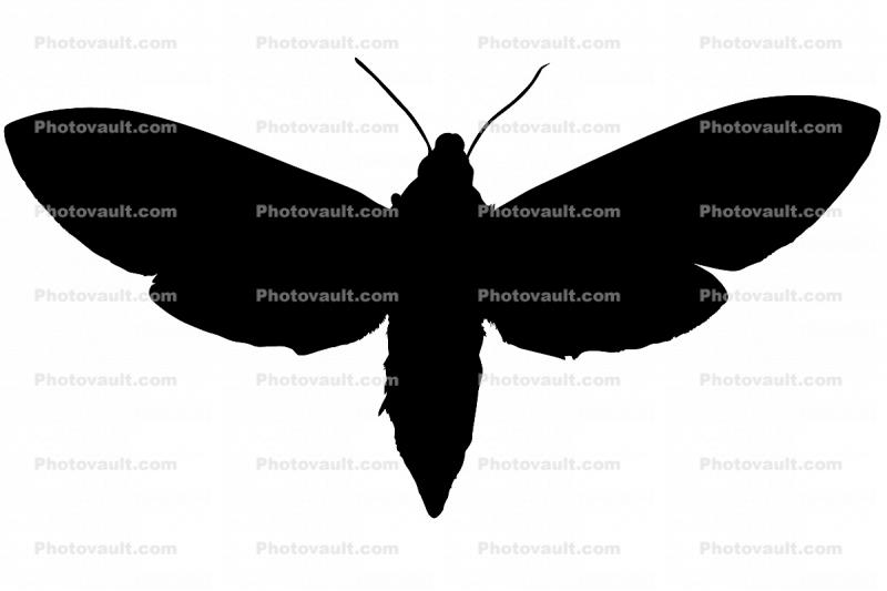 Tobacco Hornworm Moth silhouette, logo, shape, (Manduca quinquemaculata), Sphingidae