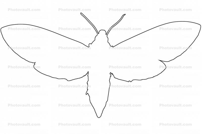 Tobacco Hornworm Moth outline, line drawing, shape, (Manduca quinquemaculata), Sphingidae