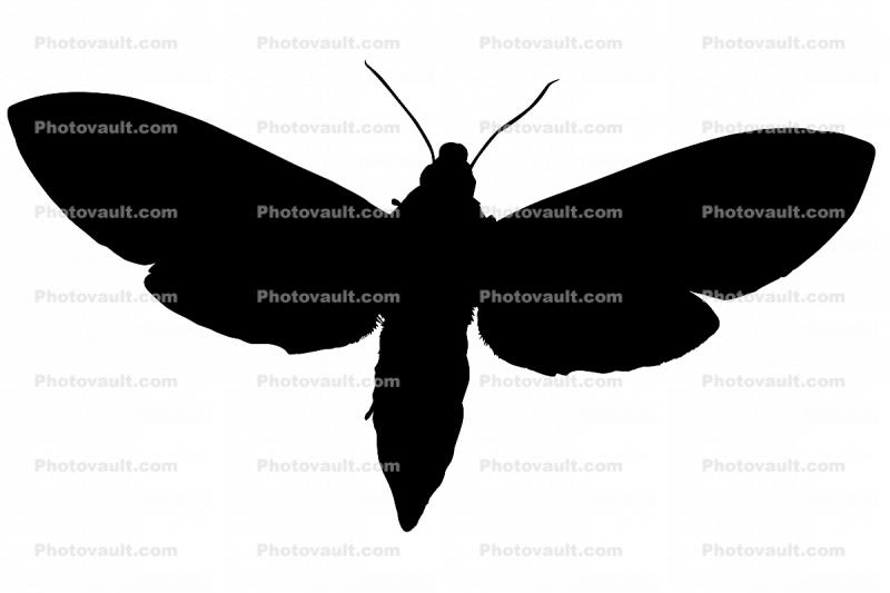 Tobacco Hornworm Moth silhouette, logo, shape