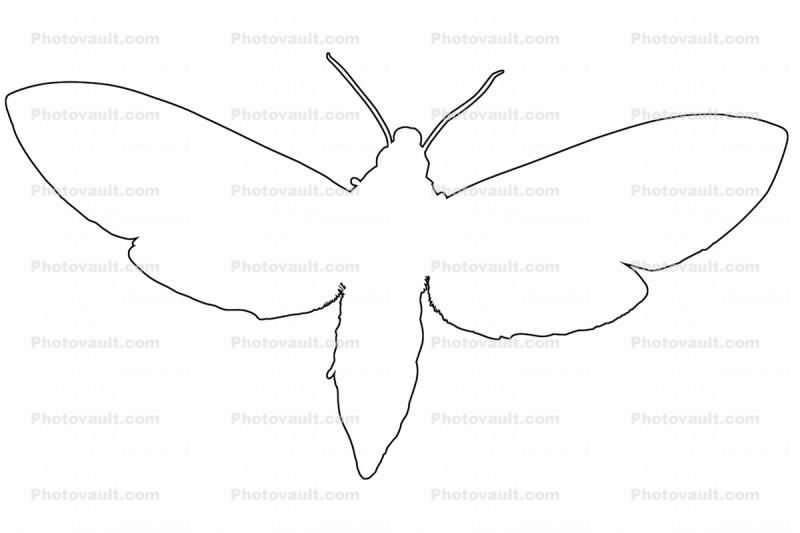 Tobacco Hornworm Moth outline, line drawing, shape