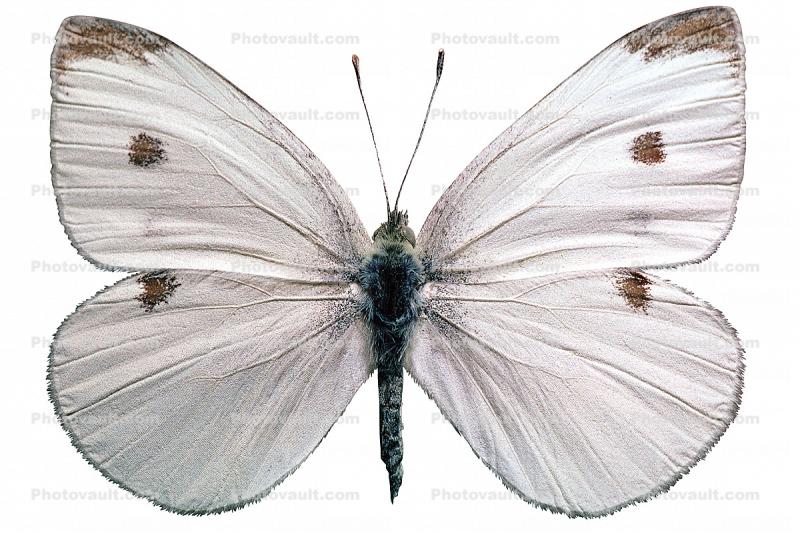 Cabbage Butterfly photo-object, object, cut-out, cutout, (Pieris rapae), Pieridae