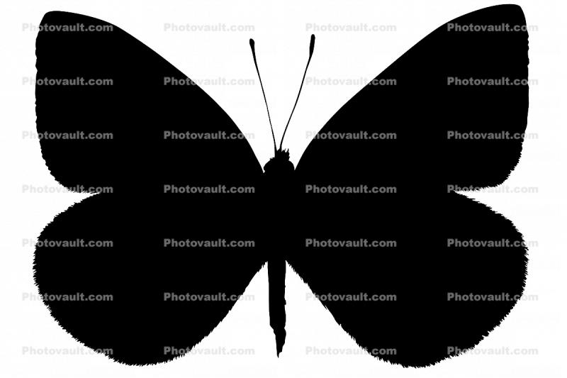Cabbage Butterfly silhouette, logo, shape, (Pieris rapae), Pieridae