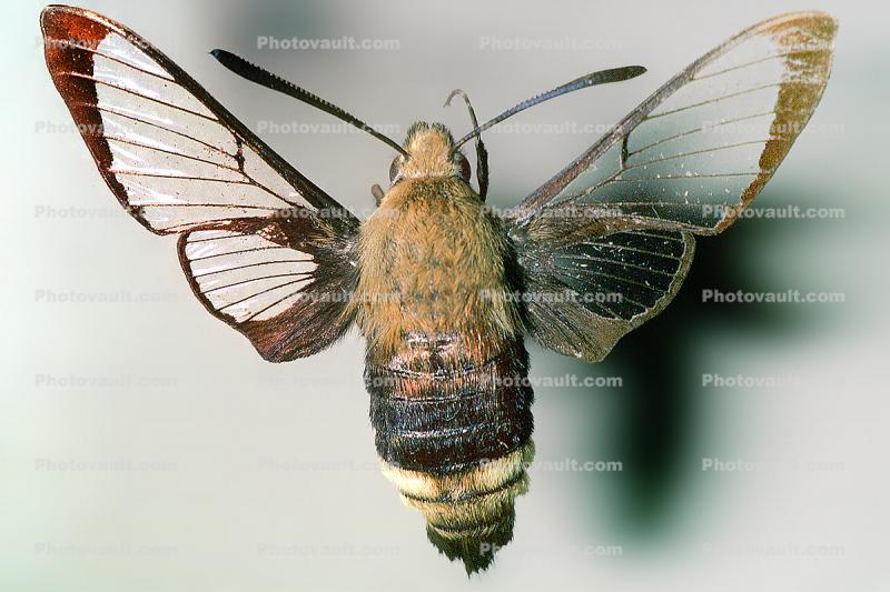 California Clearwing Sphinx Moth, (Hemaris diffinis), Sphingidae
