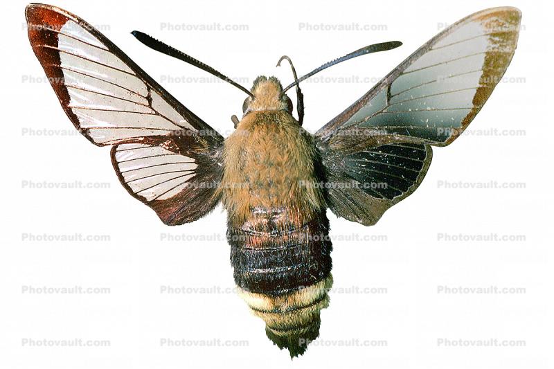 California Clearwing Sphinx Moth photo-object, object, cut-out, cutout, (Hemaris diffinis), Sphingidae