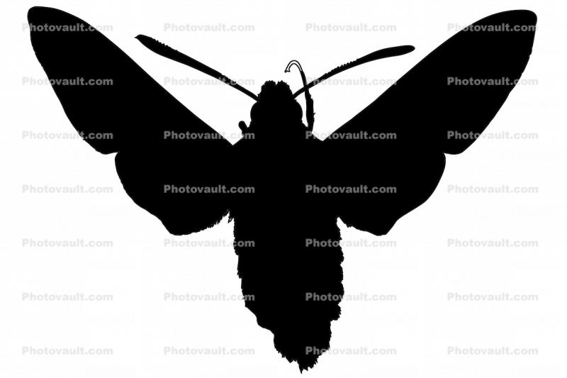 California Clearwing Sphinx Moth silhouette, logo, shape, (Hemaris diffinis), Sphingidae