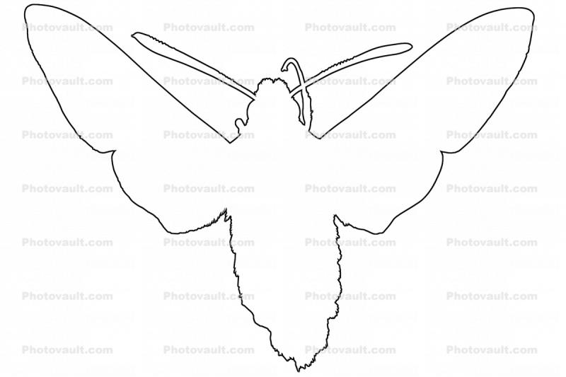 California Clearwing Sphinx Moth Outline, line drawing, shape, (Hemaris diffinis), Sphingidae