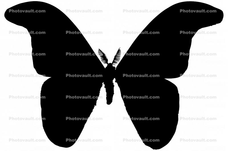 Atlas Moth silhouette, logo, shape, (Attacus atlas), Saturniidae