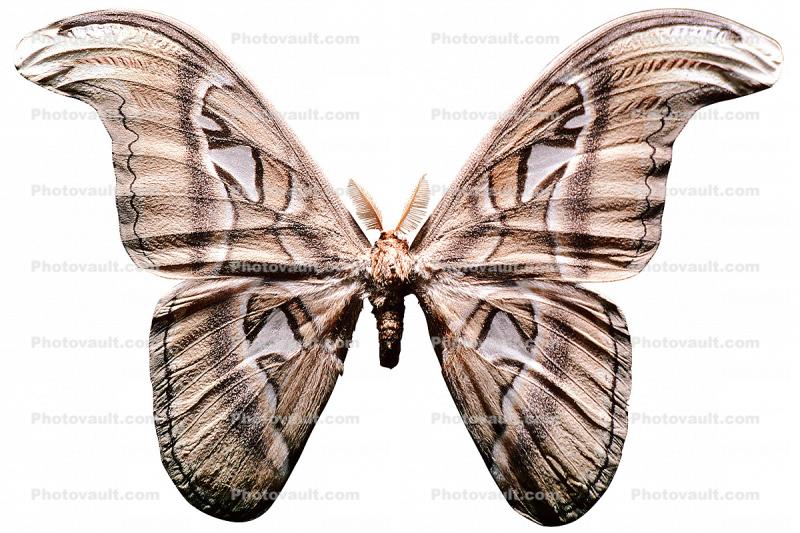 Atlas Moth photo-object, object, cut-out, cutout, (Attacus atlas), Saturniidae