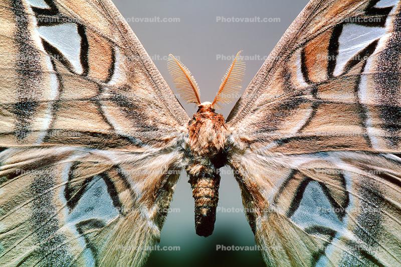 Atlas Moth, (Attacus atlas), Saturniidae