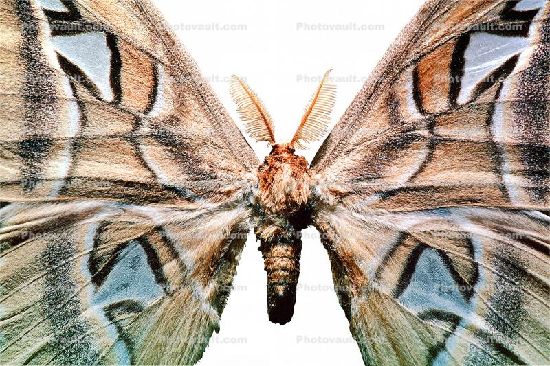 Atlas Moth photo-object, object, cut-out, cutout, (Attacus atlas), Saturniidae
