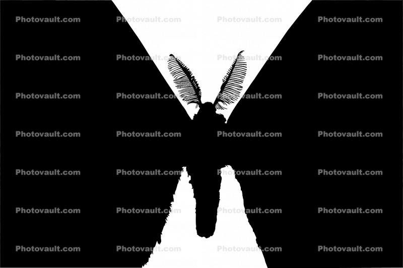 Atlas Moth silhouette, logo, shape, (Attacus atlas), Saturniidae