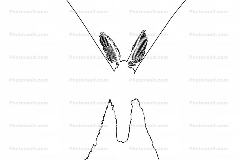 Atlas Moth outline, line drawing, shape, Atlas Moth, (Attacus atlas), Saturniidae