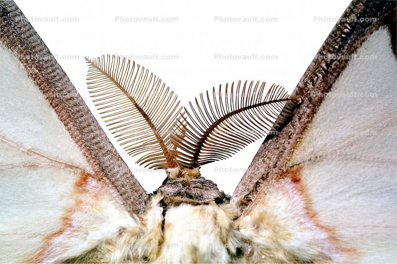 Madagascan moon moth, Comet Moth, (Argema mittrei), Saturniidae, Madagascar, photo-object, object, cut-out, cutout