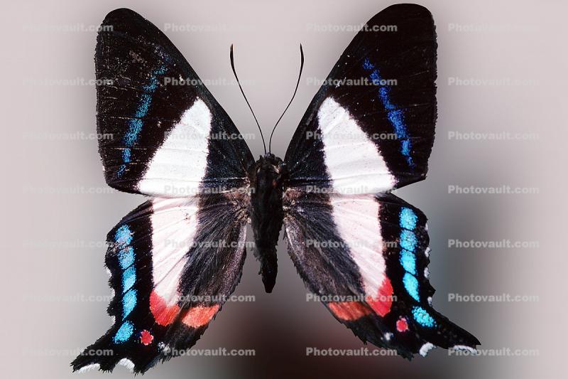 Metalmark Butterfly, (), 