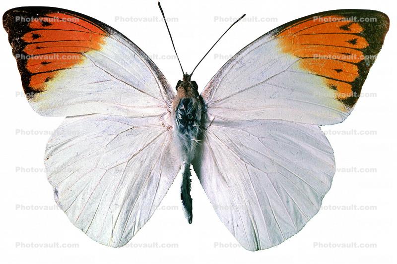 Orange-tip Butterfly, (Anthocharis cardamines), Pieridae, Pierinae, Philippines, Rhopalocera, photo-object, object, cut-out, cutout, Rhopalocera