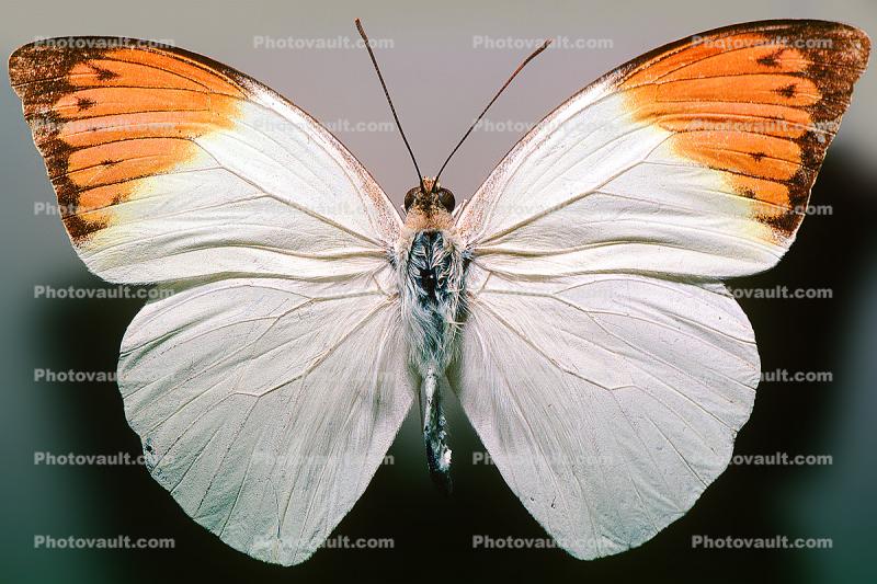 Orange-tip Butterfly, (Anthocharis cardamines), Pieridae, Pierinae, Philippines, Rhopalocera, Rhopalocera