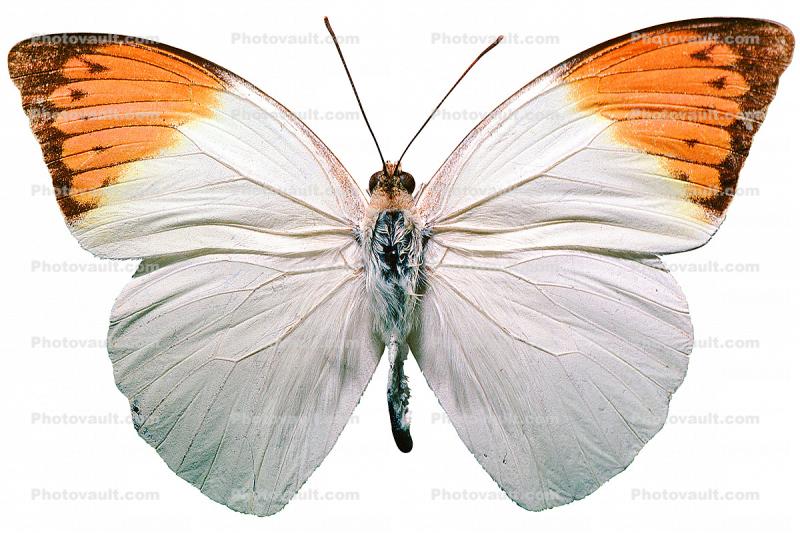 Orange-tip Butterfly, (Anthocharis cardamines), Pieridae, Pierinae, Philippines, Rhopalocera, photo-object, object, cut-out, cutout, Rhopalocera