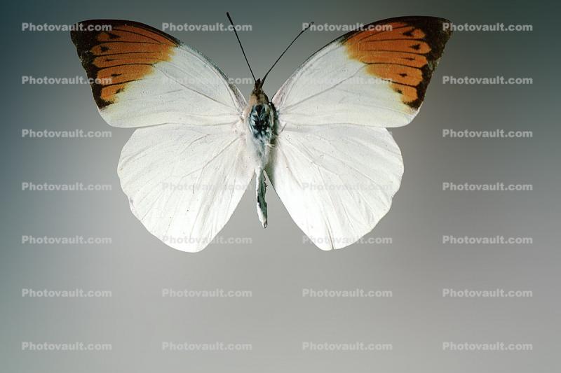 Orange-tip Butterfly, (Anthocharis cardamines), Pieridae, Pierinae, Philippines, Rhopalocera