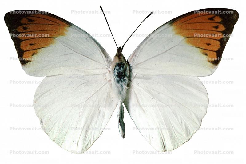Orange-tip Butterfly, (Anthocharis cardamines), Pieridae, Philippines, photo-object, object, cut-out, cutout, Rhopalocera