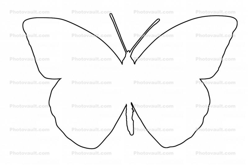 Outline of a Butterfly, line drawing, shape