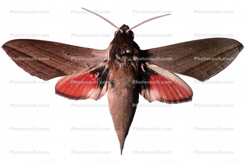 Levant hawk moth, (Theretra alecto), Sphingidae photo-object, object, cut-out, cutout
