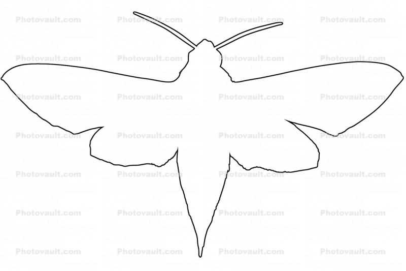Levant hawk moth, (Theretra alecto), Sphingidae outline, line drawing, shape