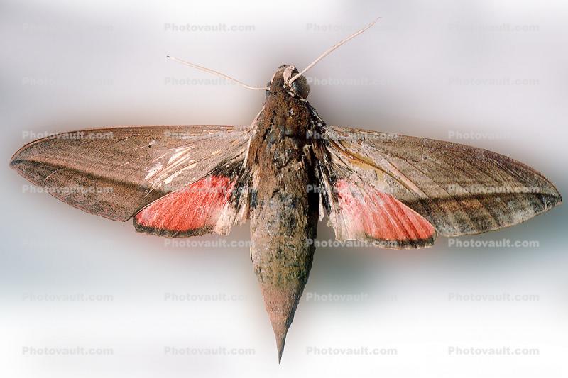 Levant hawk moth, (Theretra alecto), Sphingidae